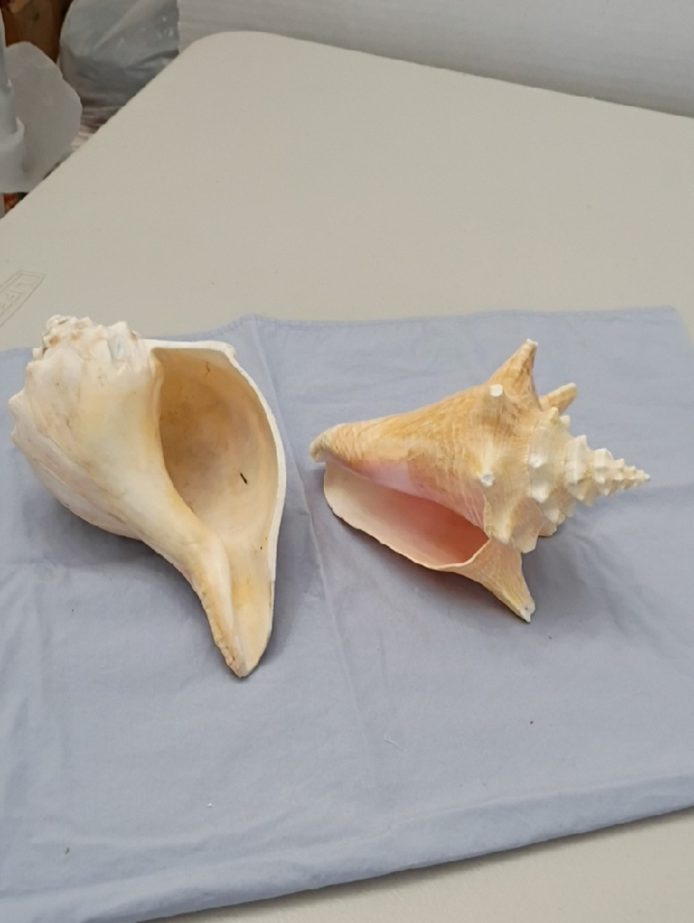 Decorative Natural Conch Shells - Cream and Pink - Unbranded